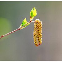 Серьга Nature, Брунька березовая, LN-2025 без характеристики